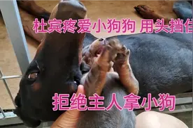 杜宾犬后妈本质暴露，只亲自己的小狗，对小博美置之不理，无奈视频封面