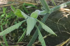 种植南瓜有窍门，在南瓜藤上压一压，南瓜结得多又大