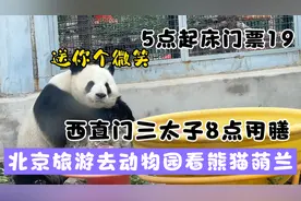 北京旅游去动物园看熊猫萌兰，西直门三太子8点出场，门票只要19