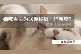 猫咪舌头为什么像砂纸一样粗糙？