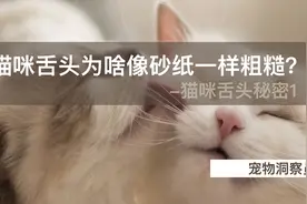 猫咪舌头为什么像砂纸一样粗糙？