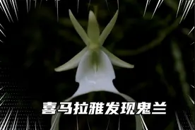 喜马拉雅发现全球“最贵”兰花，形状像翻转的青蛙，价值1500万！视频封面