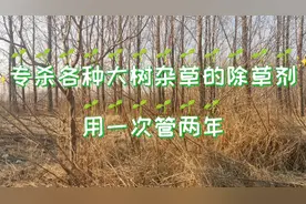 专杀各种大树的除草剂，用一次管两年，杀灭彻底效果好视频封面