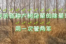 专杀各种大树的除草剂，用一次管两年，杀灭彻底效果好视频封面
