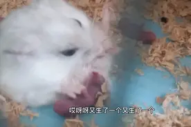 新婚才两个月，就生宝宝了，视频记录仓鼠整个生产过程！太有趣了