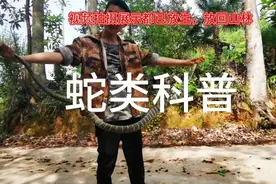 马上三月三蛇出洞了，山林田坎到处都是毒蛇，大家一定要小心防范