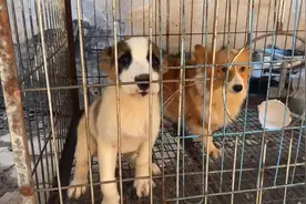 狗市上几十个品种的狗狗，总有一款适合你，难道你不喜欢吗？视频封面