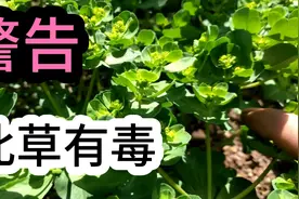 在农村能入药的猫耳眼有毒，今天告诉大家就那些人不能碰它。视频封面