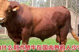 为什么利木赞牛在国内养的人少？南方的利木赞是真的利木赞吗？