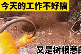 被树根堵塞的管道有多难疏通？看看师傅怎么清理的，不是一般难做视频封面
