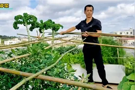 楼顶搭起了种南瓜架子，用10条竹子就能搭好，方法简单又实用视频封面
