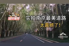 实拍南京最美道路，满眼都是百年梧桐树，太让人震撼，太美了！