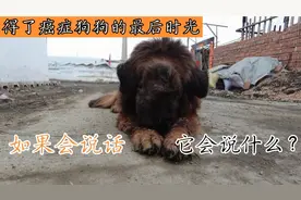 得了癌症狗狗的最后时光，如果它会说话，那一定是最悲伤的声音视频封面