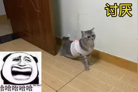 猫咪第一次穿衣服，趴着走路，匍匐前进，太搞笑了视频封面