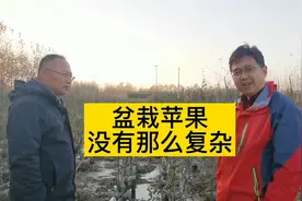 盆栽苹果没有那么复杂！你的农场也可以做！视频封面