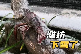 刚刚潍坊也下雪了，狂风大作，天空白茫茫一片，寒潮降温非比寻常视频封面