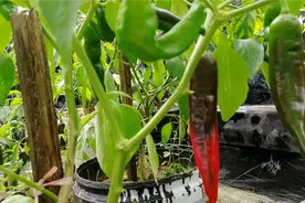 辣椒落花落果腐烂别慌？赶紧这样做，3次就解决，厉害了