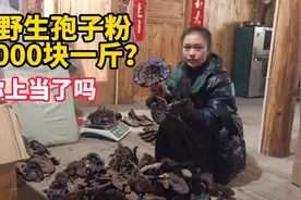 灵芝孢子粉功效与作用，一斤8000块野生孢子粉，贵如黄金视频封面