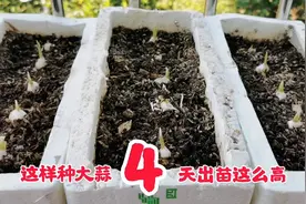 阳台种菜，这样种大蒜，4天就出苗的这么高，方法真不错视频封面