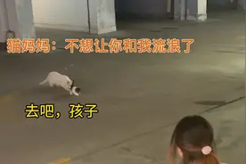 感动了上亿人的白猫妈妈，原版在这里！视频封面