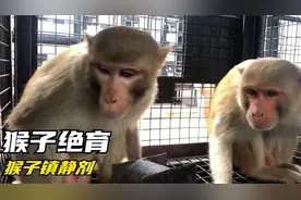 猴子绝育第一部分：猴子打镇静剂 （解决人类和猴子的冲突）视频封面