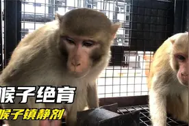 猴子绝育第一部分：猴子打镇静剂 （解决人类和猴子的冲突）视频封面