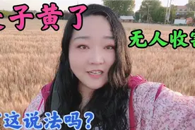 陕西关中农村，麦子黄了先别割，麦穗低头才能割，这又是啥讲究？视频封面
