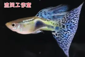 胡子鱼吃什么好视频封面