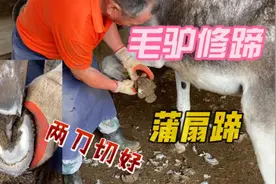 毛驴前蹄长成了蒲扇样，孙师傅两铲下去立马现原形，修完好看多了视频封面
