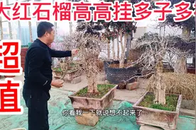石榴寓意多子多福，属落叶乔木，冬季移栽防止水分流失更易成活。视频封面