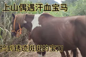 今天上山捡到锈迹斑斑的战刀 还看到了汗血宝马视频封面