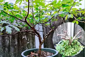 无花果要想高产，就得这样剪，不花钱还结果多多视频封面