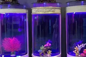 花1000多入手的超白缸，媳妇儿的一句话记忆深刻视频封面