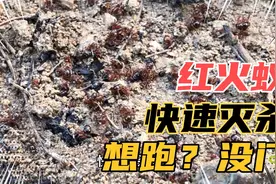 小伙快速灭杀“红火蚁”，汽油药水一起上，它们一只都跑不掉