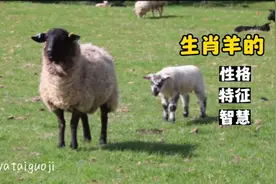 生肖羊出生的时辰不同性格也有很大区别，看看你在哪个时段？视频封面