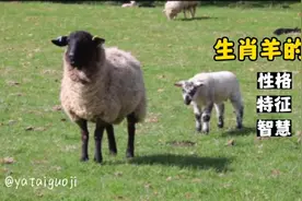 生肖羊出生的时辰不同性格也有很大区别，看看你在哪个时段？视频封面
