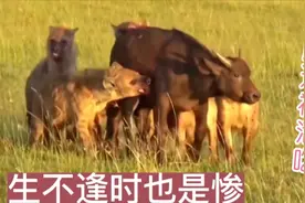 非洲草原:可怜小水牛被几十只鬣狗掏肛，活吃水牛这过程太残忍了视频封面