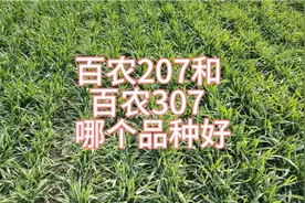 百农207和百农307，这两个小麦品种，究竟哪个品种好视频封面