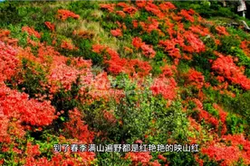 中国第一将军县红安走出了哪九位上将，其中有6位是开国上将视频封面