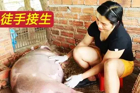 母猪难产，女子徒手接生，镜头记录全过程视频封面