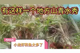 抓小龙虾比钓鱼好玩多了，用一根木棍钓虾，收获满满，太给力了视频封面