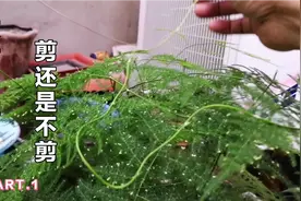 文竹长长的笋怎处理？剪掉会长侧枝，留着会长成什么样子？视频封面