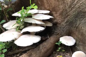 4岁小孩说这个蘑菇不能吃。到底能不能吃呢？视频封面