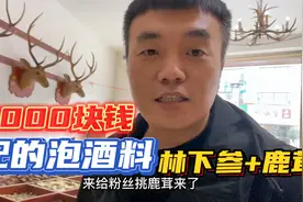 2000块钱配的泡酒料，林下参加鹿茸，泡酒效果非常好，天花板级别视频封面