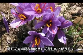 藏红花的功效