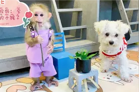 三月视频：猴子做饭给狗子吃，狗子竟然追了它一条街，究竟为啥？