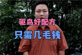 果树 蔬菜 庄稼 总是被鸟啄，今天教你一个驱鸟好办法，仅需几毛视频封面