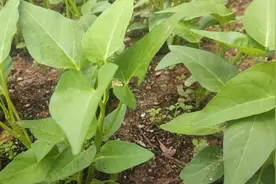 种植空心菜想要高产量，需要用什么肥，你们都知道了吗视频封面