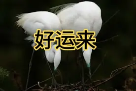 又逢新年,祝福你和家人幸福安康,
岁岁年年!视频封面