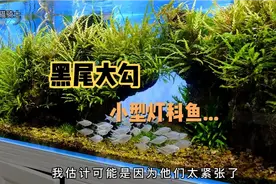 黑尾大勾小型灯鱼，都说它是草缸群游之王..？120草缸养60条...视频封面